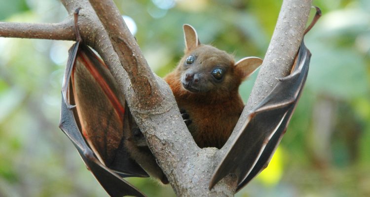 An Outbreak Of Nipah Virus In India Can Help Explain The Future Of Infectious Disease Un Dispatch